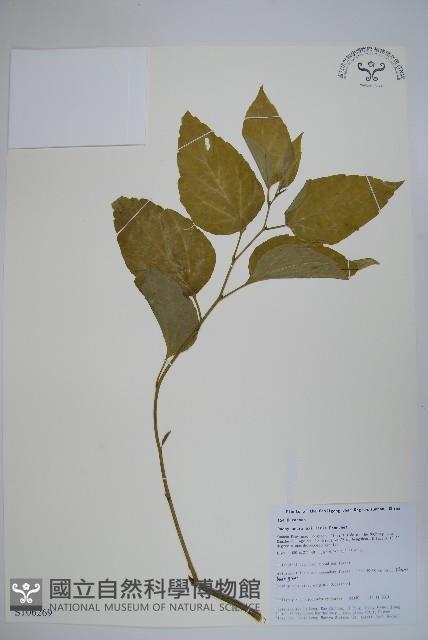 三角咪草藏品圖，第1張