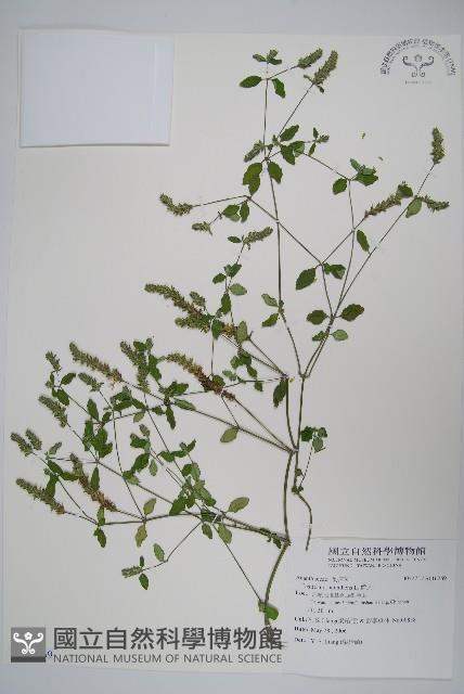 爵床藏品圖，第1張