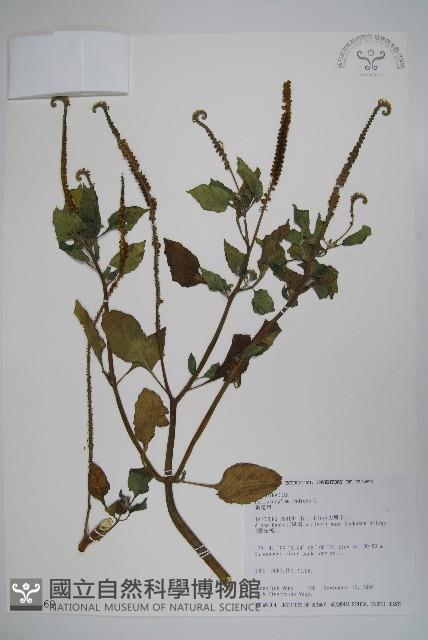 狗尾草藏品圖，第1張