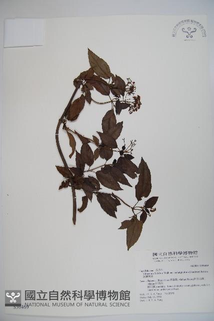 狹葉莢迷藏品圖，第1張