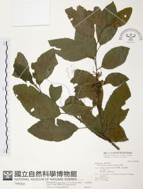 台灣山桂花藏品圖，第1張