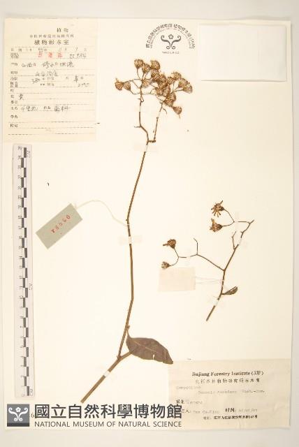 蔓黃菀藏品圖，第1張