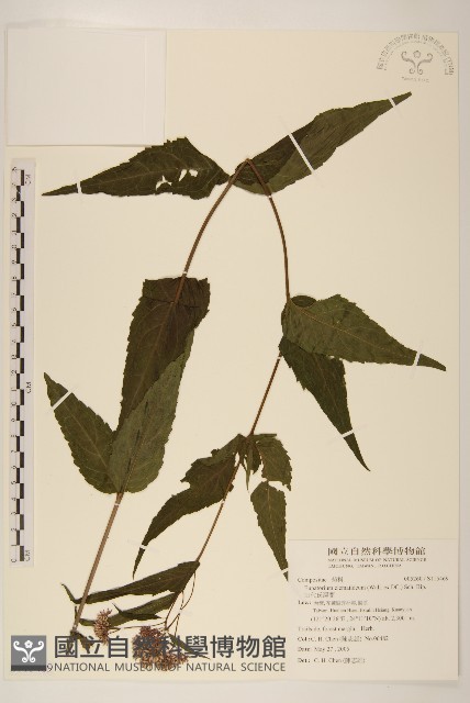 田代氏澤蘭藏品圖，第1張