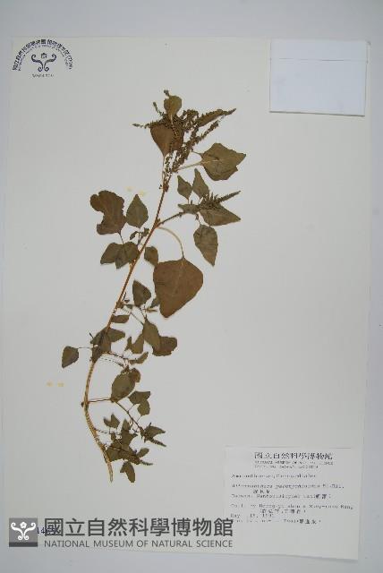 匙葉蓮子草藏品圖，第1張