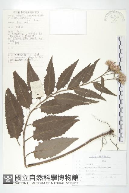 長葉鳳毛菊藏品圖，第1張