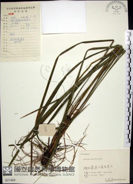 麥門冬藏品圖，第1張