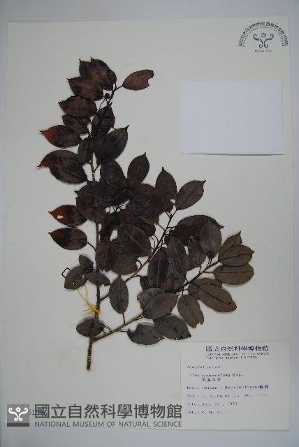 刻脈冬青藏品圖，第1張