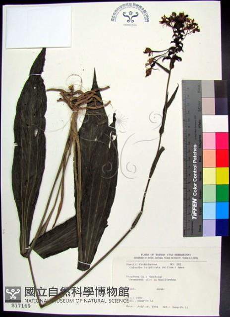 白鶴蘭藏品圖，第1張