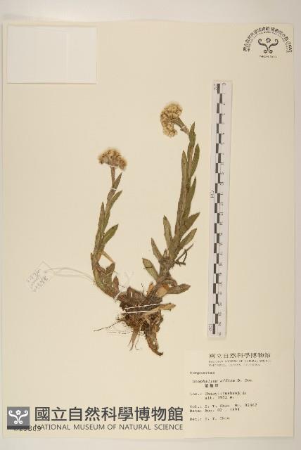 鼠麴草藏品圖，第1張