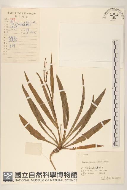 兔仔菜藏品圖，第1張