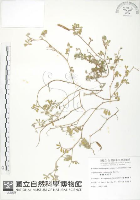 臺灣灰毛豆藏品圖，第1張