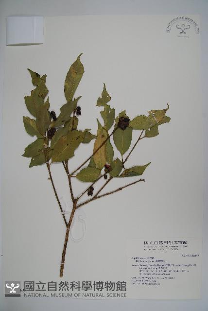 臺灣糊樗藏品圖，第1張