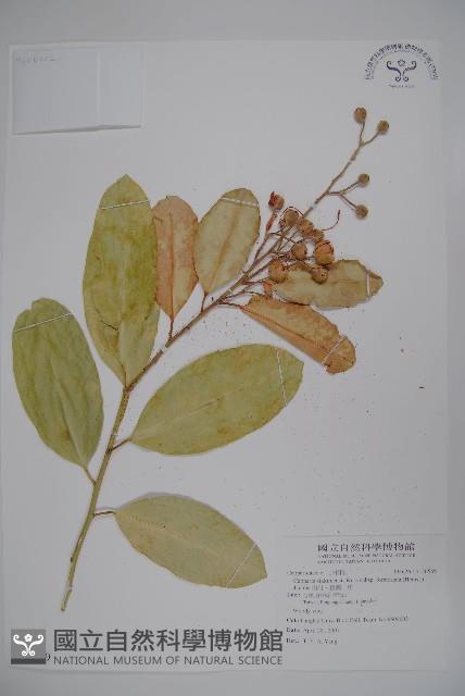 山柑、臺灣山柑藏品圖，第1張