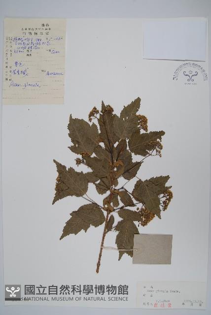 華北茶條槭藏品圖，第1張