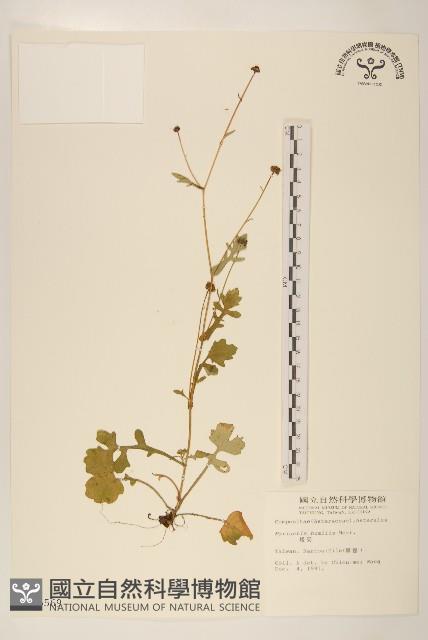 矮菊藏品圖，第1張