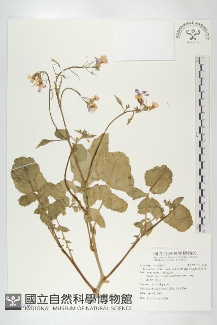 Accession Number:S116569 Collection Image, Figure 1, Total 2 Figures