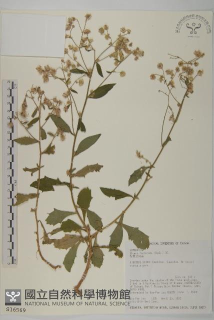 裂葉艾納香藏品圖，第1張