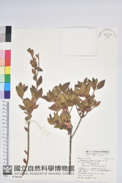 紅毛杜鵑藏品圖，第1張