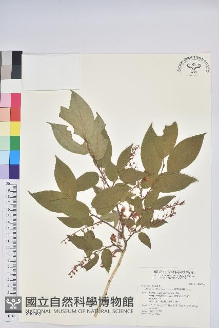 南燭藏品圖，第1張