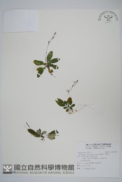 哈哼花藏品圖，第1張