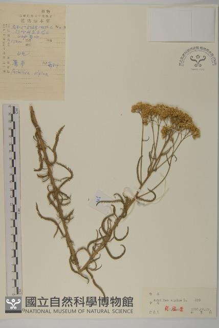 蓍草藏品圖，第1張