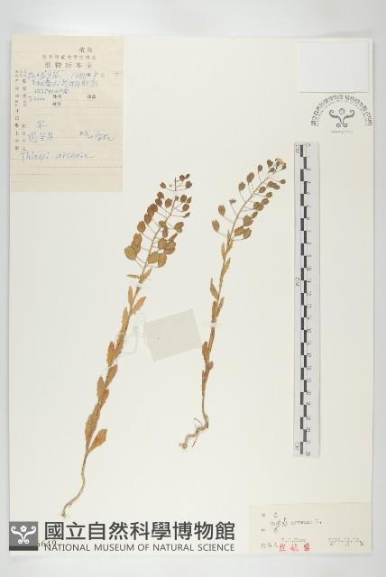 凹果菥蓂、遏藍菜藏品圖，第1張