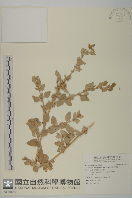 馬氏濱藜藏品圖，第1張