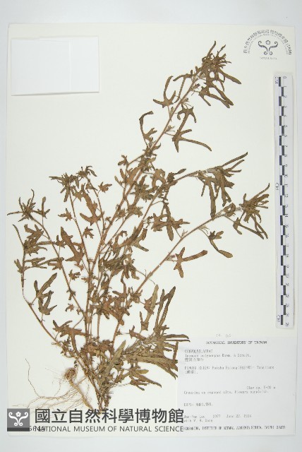 變葉立牽牛藏品圖，第1張