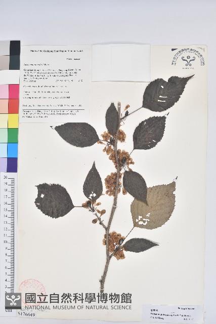 領春木藏品圖，第1張