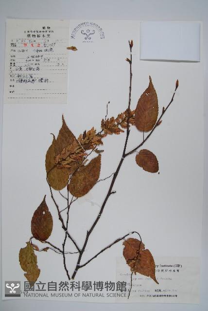 大穗鵝耳櫪藏品圖，第1張