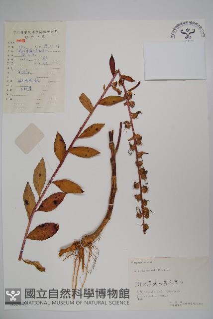 Accession Number:S055649 Collection Image, Figure 1, Total 2 Figures