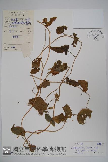 金錢豹藏品圖，第1張