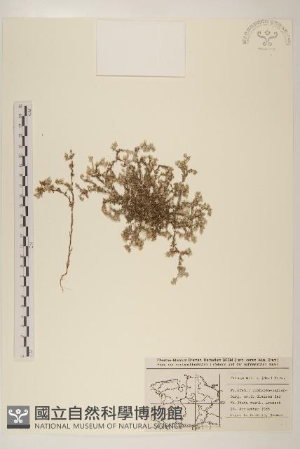 纖細絮菊藏品圖，第1張