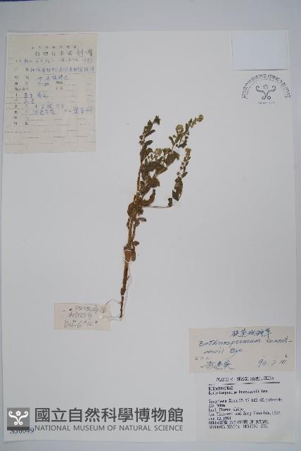 狹苞斑種草藏品圖，第1張