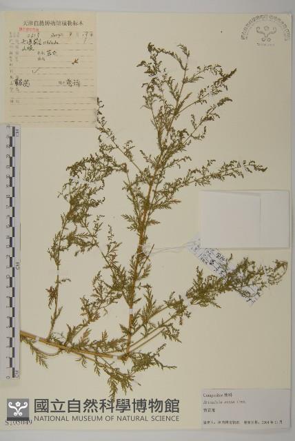 黃花蒿藏品圖，第1張