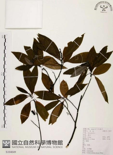 山胡椒藏品圖，第1張