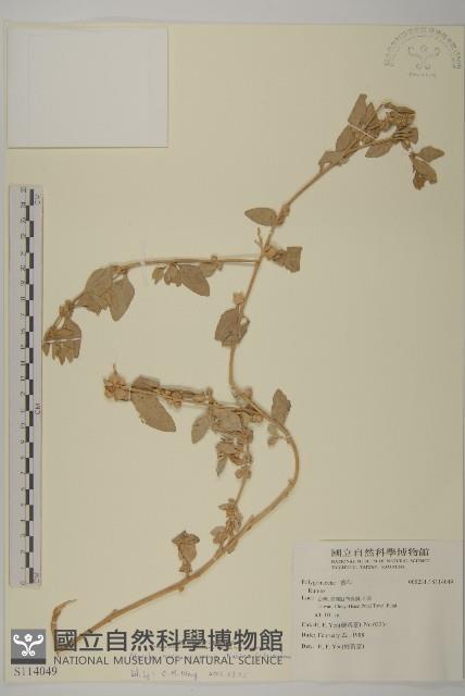 馬氏濱藜藏品圖，第1張