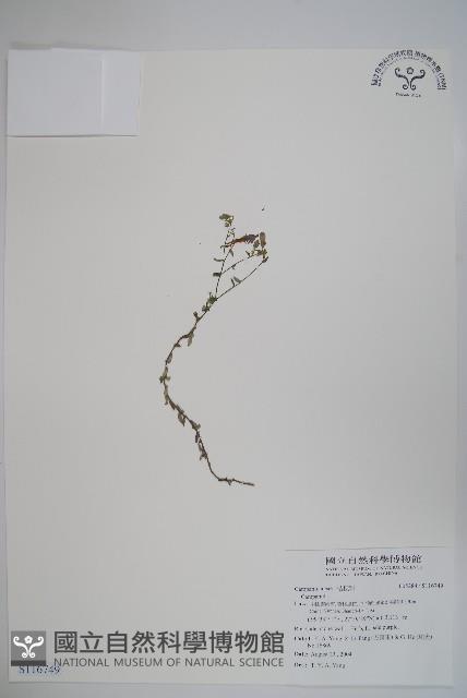 登錄號:S116749藏品圖，第1張