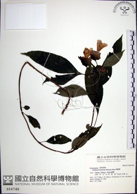 Accession Number:S016749 Collection Image