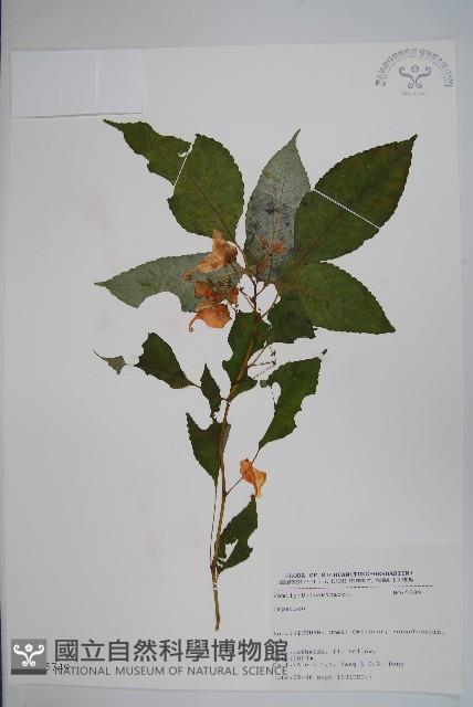 登錄號:S025749藏品圖，第1張