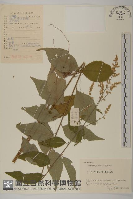 珍珠蒿、奇蒿藏品圖，第1張