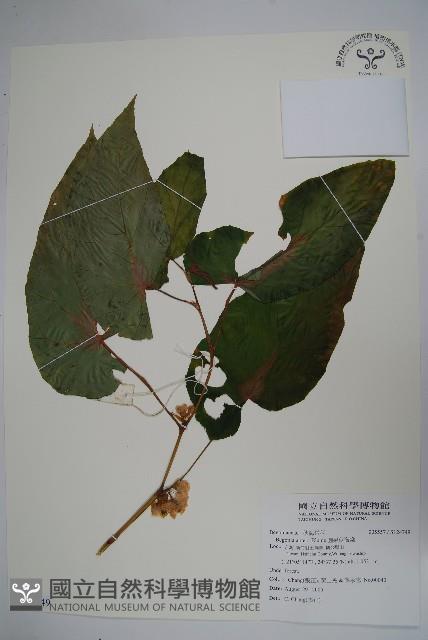 圓果秋海棠藏品圖，第1張