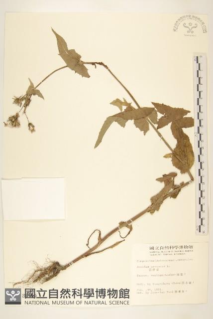 苦苣菜藏品圖，第1張