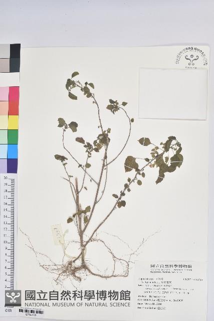 印度鐵莧藏品圖，第1張