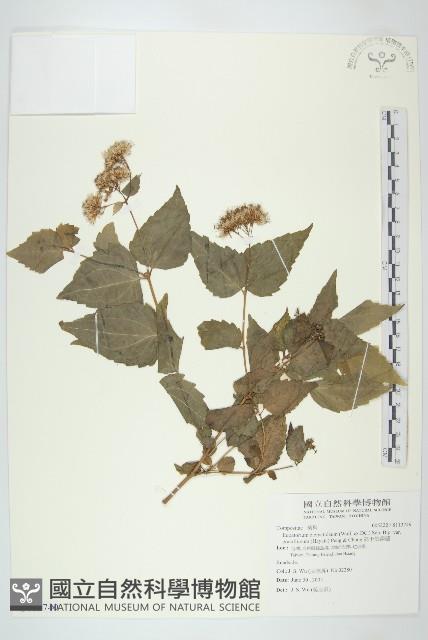 高士佛澤蘭藏品圖，第1張