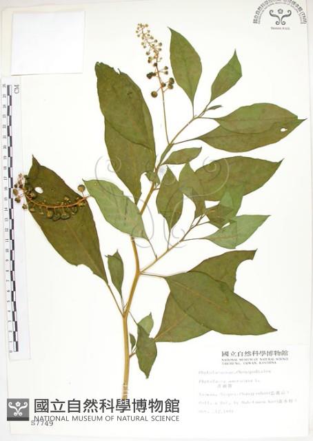 Poke, Pogan, Scoke, Garget, Red-ink-plant, Poke Berry Collection Image