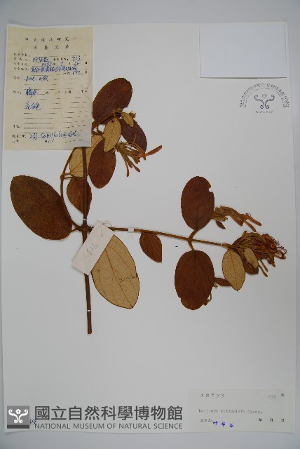 皺葉忍冬藏品圖，第1張
