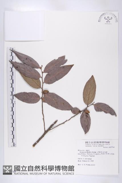 軟毛柿藏品圖，第1張