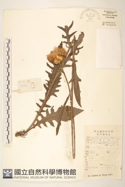 蘊苞麻花頭藏品圖，第1張