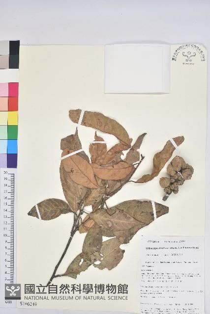 滇石櫟藏品圖，第1張